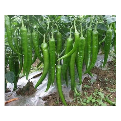 Picture of Green Chilly Seeds-20pcs