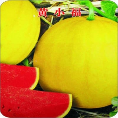 Picture of Lazy melon king watermelon bonsai red meat garden balcony potted vegetables-10 pcs