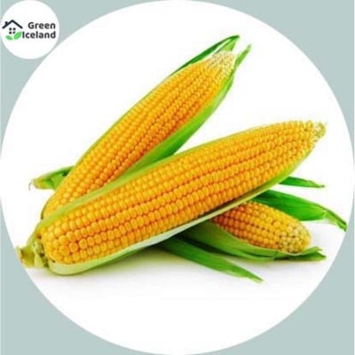 Picture of Sweet Corn Seeds - 50 Pcs