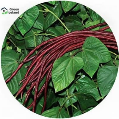 Picture of Hybrid Red String Beans Borboti 40 pcs Seeds