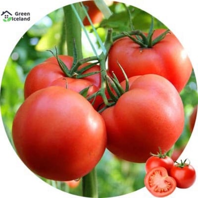 Picture of All Season Delicious Tomato Seeds - 20 Pcs