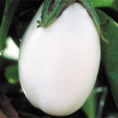 Picture of White Eggplant Bonsai Tree Seeds -20 pcs