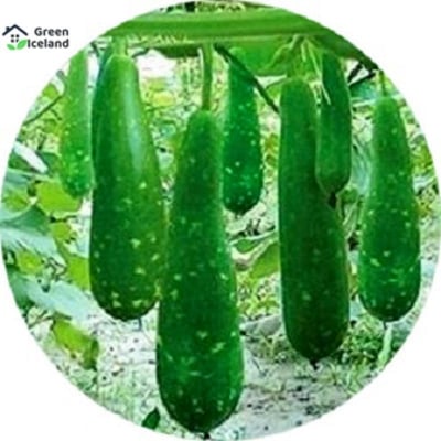 Picture of All Season Long Gourd / Lau Seeds - 10 Pcs
