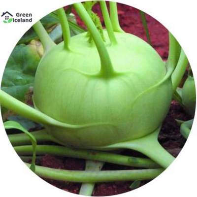 Picture of 100+ Pcs Olkopi Vegetables Seeds - 100+ Pcs Seeds (Imported Global