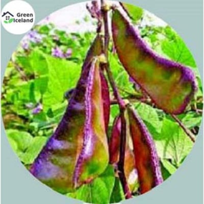 Picture of 5 Pcs Natural Bean Seeds