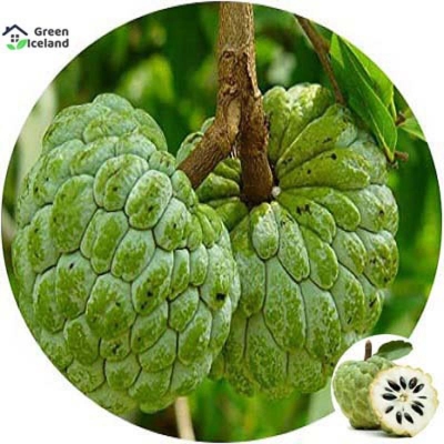 Picture of 10 Pcs Natural Suger Free Custard Apple Seeds