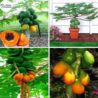 Picture of 5 Pcs Papaya Seeds- 5 Pcs Seeds (Imported Global Seeds )