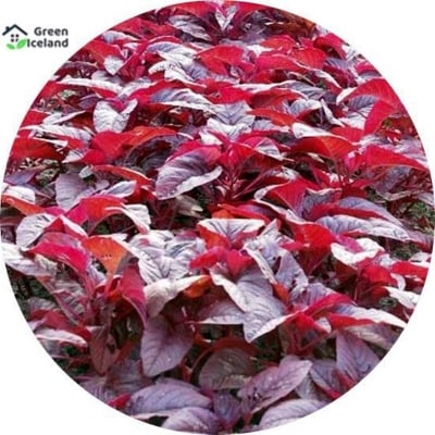 Picture of All Season Lal Shak Seeds - 1000 Pcs Seeds