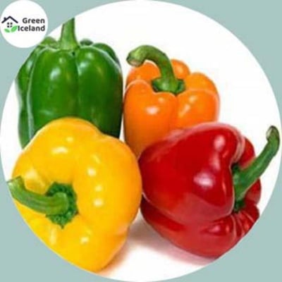 Picture of 10 Pcs All Season Multi Colour Capsicum Seeds