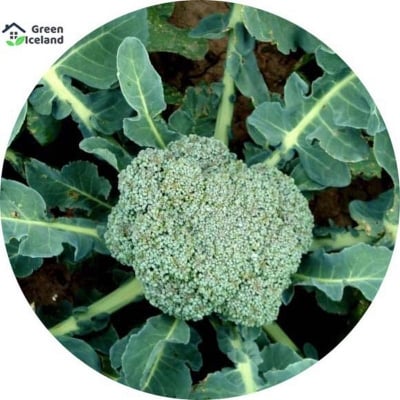 Picture of Natural Broccoli Seeds - 10 Pcs Seeds