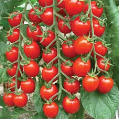 Picture of 30 Pcs Edible Climbing Tomato Bonsai Seeds