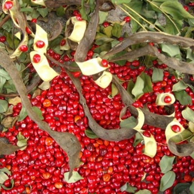 Picture of Blood Sandalwood Tree Seeds - 5 Pcs Seeds