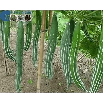 Picture of All Season Chichinga/Kushi Seeds - 10 Pcs Seeds