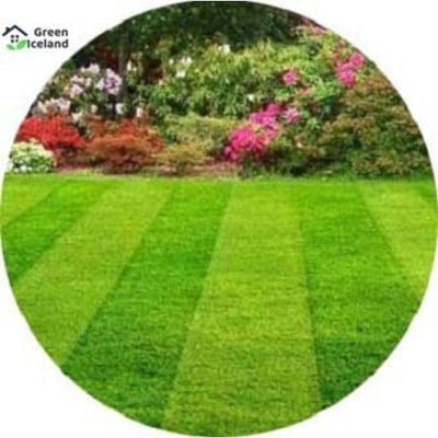 Picture of Rare Sports Field Grass Seeds - 200+ Pcs Seeds