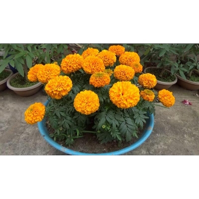 Picture of Marigold Flower Mix Seeds - 25 pcs (Thai Global Seeds)