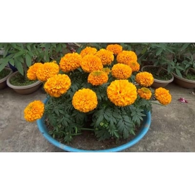 Picture of Marigold Flower Mix Seeds  25 pcs