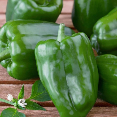 Picture of 10 Pcs Global All Season Green Capsicum Seeds ( Intec Pecket (Global Seeds)