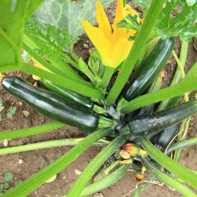 Picture of Green Squash Seeds 5Pse Intake Pack