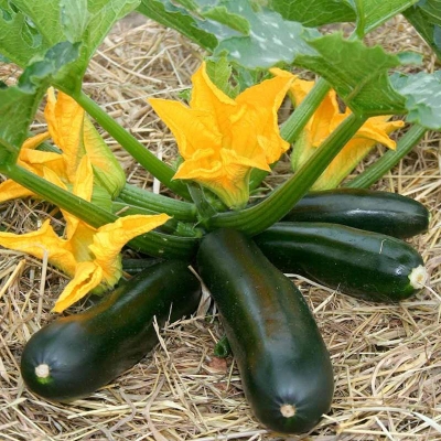 Picture of Global Hybrid Squash Seeds - 5 pse