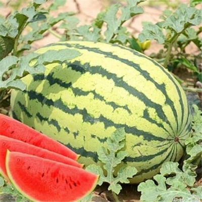 Picture of Chinese Hybrid Watermelon Seeds - 10 Pse