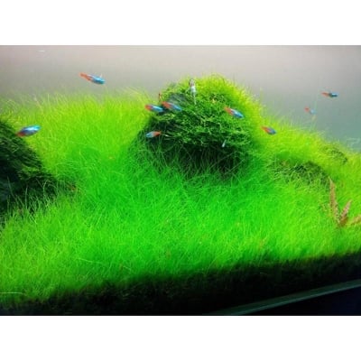 Picture of Aquarium Live Green Grass Seeds  100 pcs