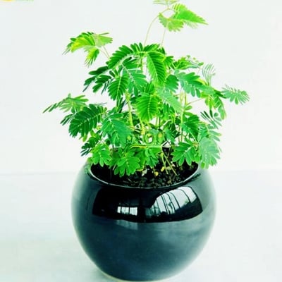 Picture of 20 Pse Lojjaboti Tree Seeds)