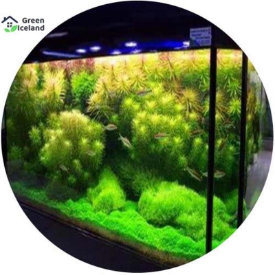 Picture of Global Aquarium Green Grass Plants Seeds - 50 +Pcs