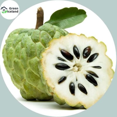 Picture of All Season Suger Free Sharifa Seeds - 10 PSe