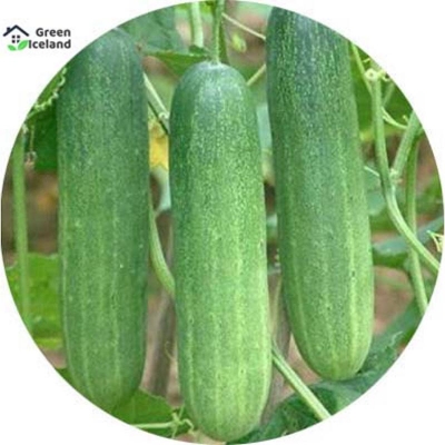 Picture of 30 Pse Global Cucumber Seeds