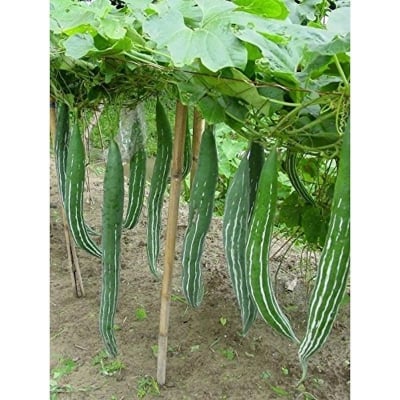 Picture of Kushi Seeds - 10 Pcs