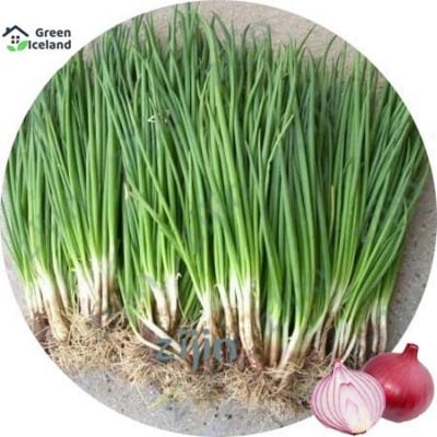 Picture of Four Seasons Chive seeds- 70 pcs seeds