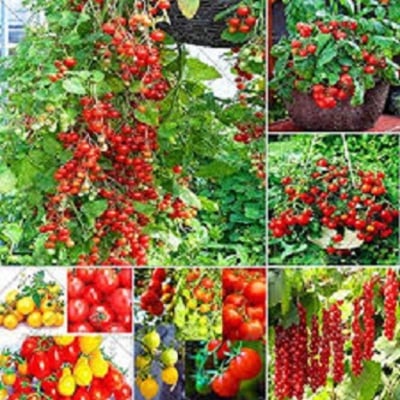 Picture of Top selling Hot Tomato Seeds- 30Pcs