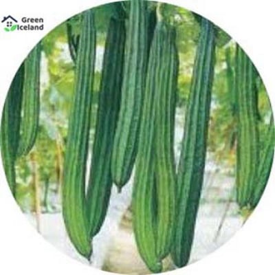 Picture of Jhinga / Shrimp Seeds - 20 Pcs