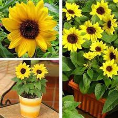 Picture of All Season Sunflower Bonsai Seeds-10 Pcs Seedss