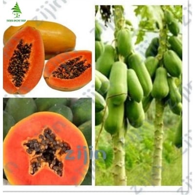 Picture of Papaya Seeds 10 Pcs Seeds