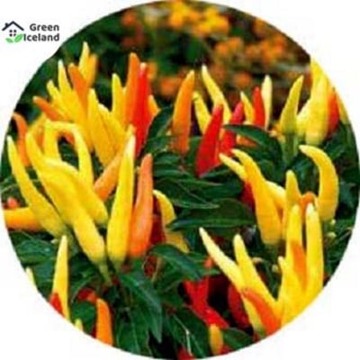 Picture of All Season Ornamental Chili Seeds - 10 Pcs Seedss