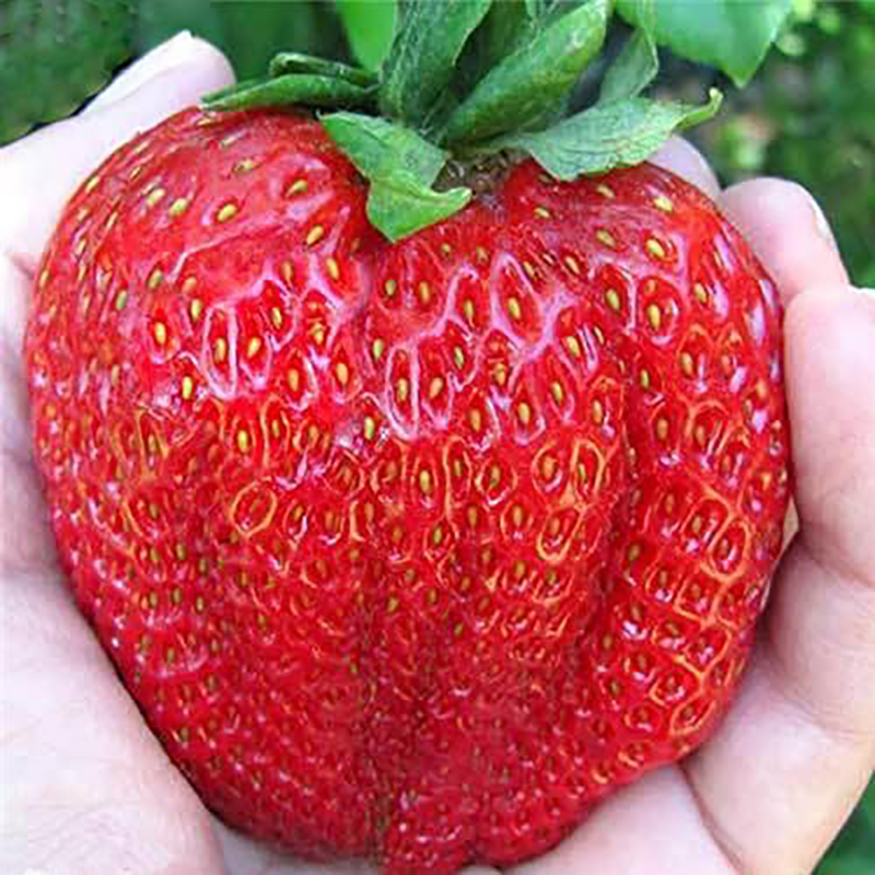 Picture of Strawberry  Juice with basil Seed 290 ml