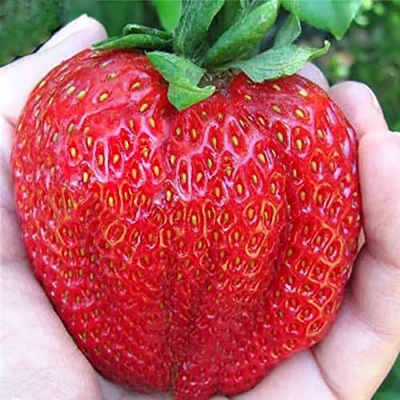 Picture of Strawberry  Juice with basil Seed 290 ml