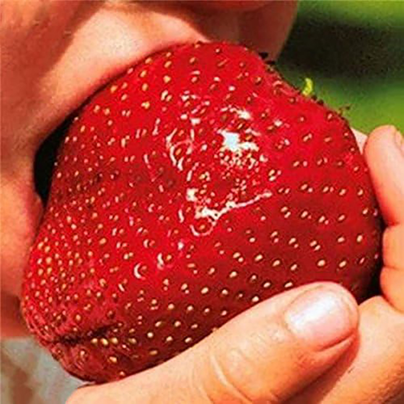 Picture of Strawberry  Juice with basil Seed 290 ml