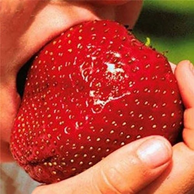 Picture of Strawberry  Juice with basil Seed 290 ml