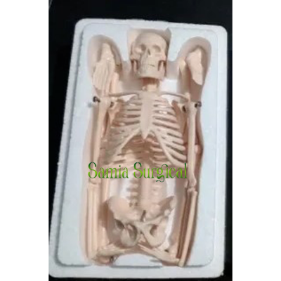 Picture of Human Skeleton With Stand 1pcs