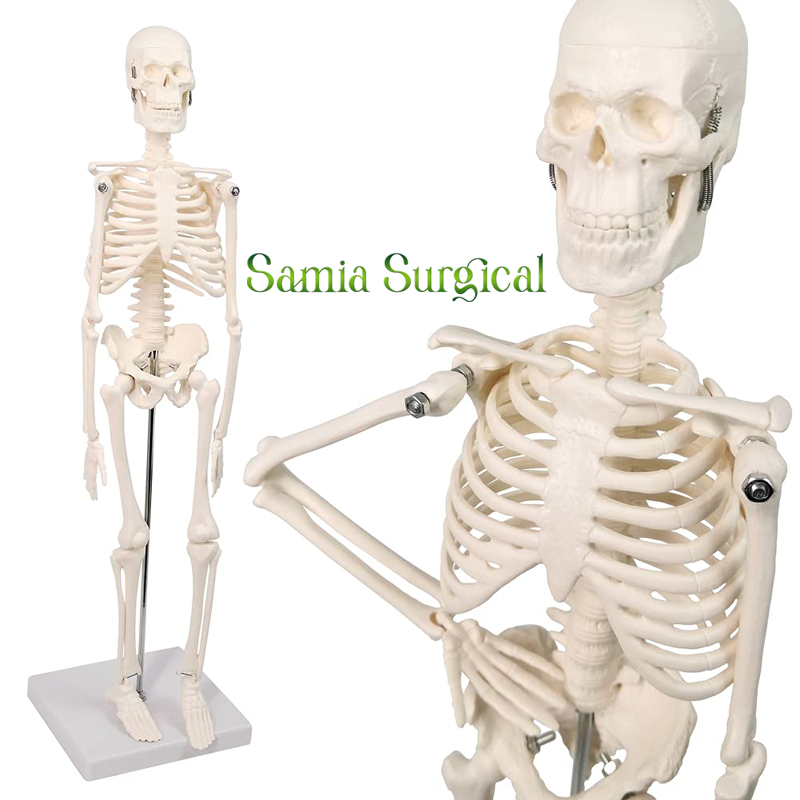 Picture of Human Skeleton With Stand 1pcs
