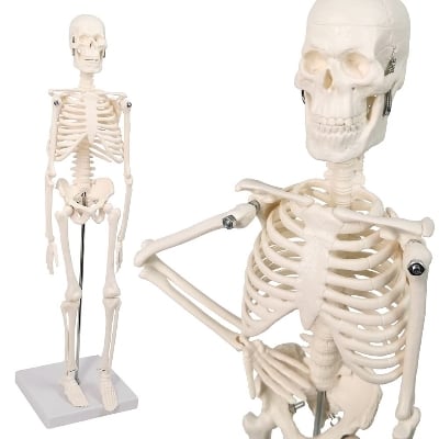 Picture of Human Skeleton With Stand 1pcs
