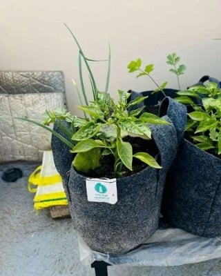 Picture of Air Pruning Geo Fabric Grow Bags 450 GSM - Smart Plant Grow Bags (5 Gallons) for Home, Terrace, Balcony. Size (11 X 11.5 Inches). Grey 
