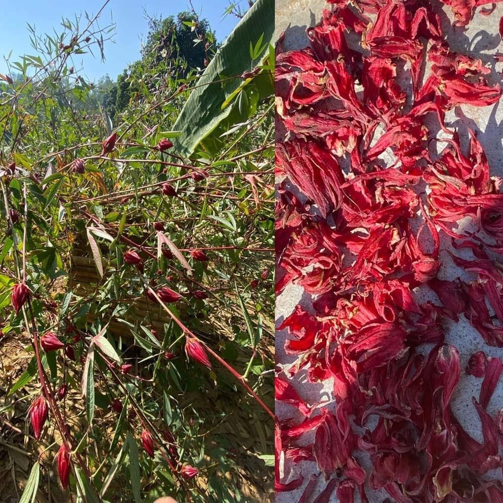 Picture of Roselle Tea 100 gm
