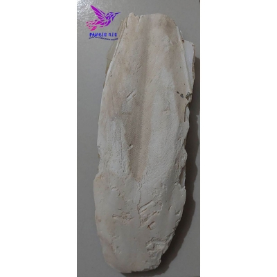 Picture of Cattle Fish Bone for all type  bird