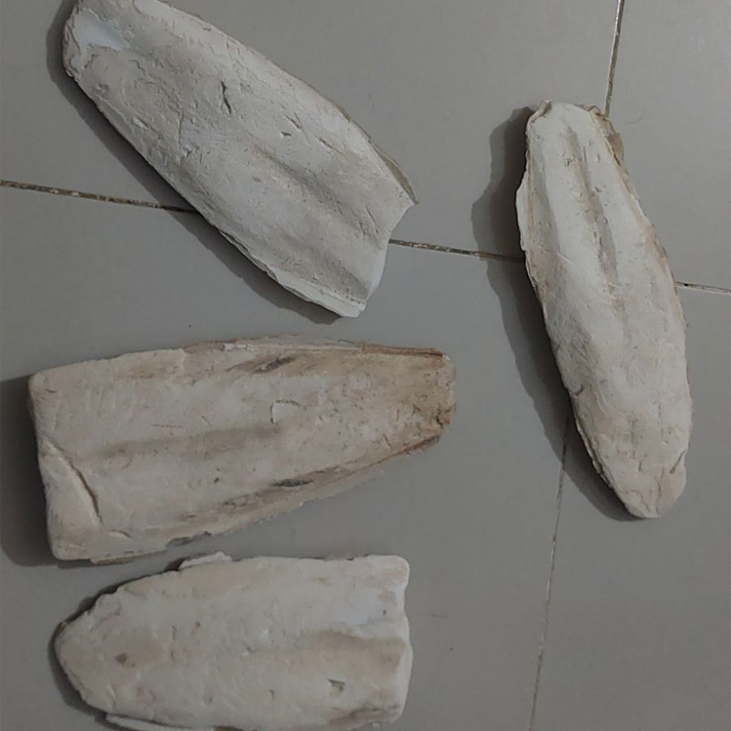 Picture of Cattle Fish Bone for all type  bird