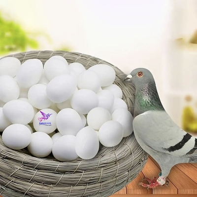 Picture of Pigeon Plastic Fake Eggs