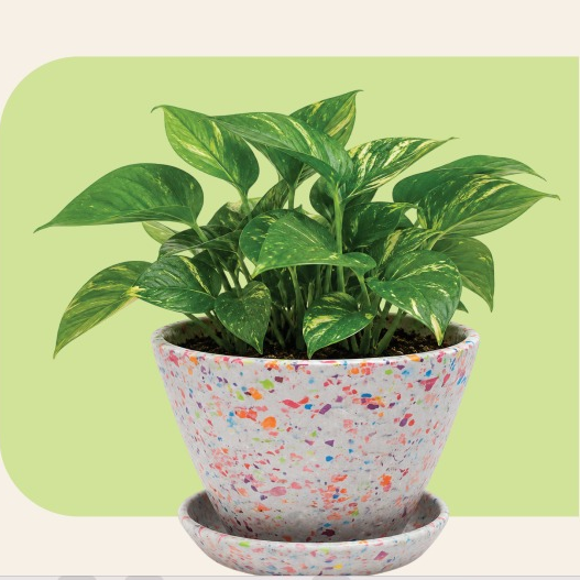 Picture of Planet Pot Assorted Color
