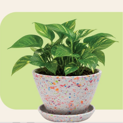 Picture of Planet Pot Assorted Color